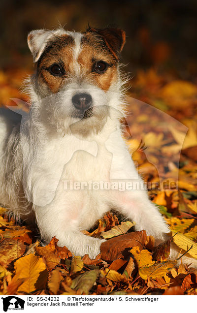 liegender Parson Russell Terrier / lying Parson Russell Terrier / SS-34232