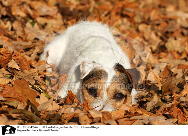 liegender Parson Russell Terrier / lying Parson Russell Terrier / SS-34244