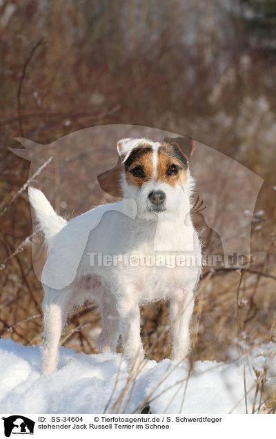 stehender Parson Russell Terrier im Schnee / standing Parson Russell Terrier in the snow / SS-34604