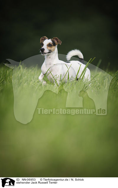 stehender Jack Russell Terrier / standing Jack Russell Terrier / NN-06953