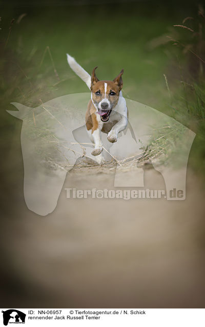 rennender Jack Russell Terrier / running Jack Russell Terrier / NN-06957