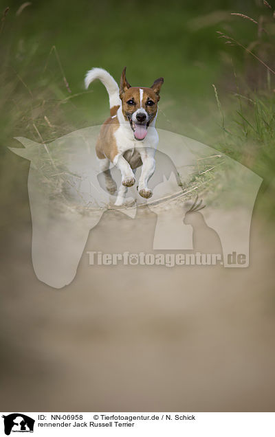 rennender Jack Russell Terrier / running Jack Russell Terrier / NN-06958