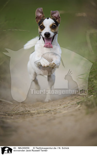 rennender Jack Russell Terrier / running Jack Russell Terrier / NN-06959