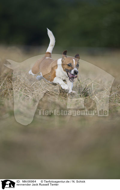 rennender Jack Russell Terrier / running Jack Russell Terrier / NN-06964