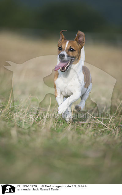rennender Jack Russell Terrier / running Jack Russell Terrier / NN-06970