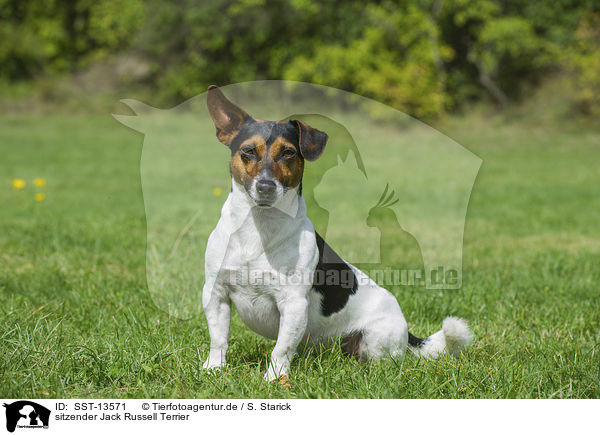 sitzender Jack Russell Terrier / sitting Jack Russell Terrier / SST-13571