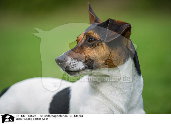 Jack Russell Terrier Kopf / Jack Russell Terrier Portrait / SST-13576