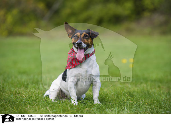 sitzender Jack Russell Terrier / sitting Jack Russell Terrier / SST-13582