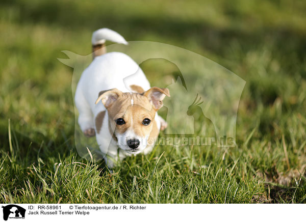 Jack Russell Terrier Welpe / Jack Russell Terrier puppy / RR-58961