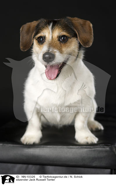 sitzender Jack Russell Terrier / sitting Jack Russell Terrier / NN-10326