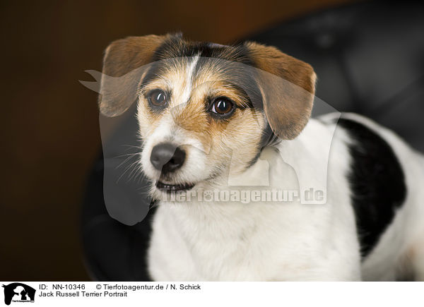 Jack Russell Terrier Portrait / Jack Russell Terrier Portrait / NN-10346