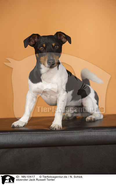 sitzender Jack Russell Terrier / sitting Jack Russell Terrier / NN-10417