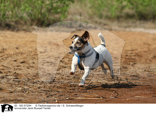 rennender Jack Russell Terrier / running Jack Russell Terrier / SS-37294