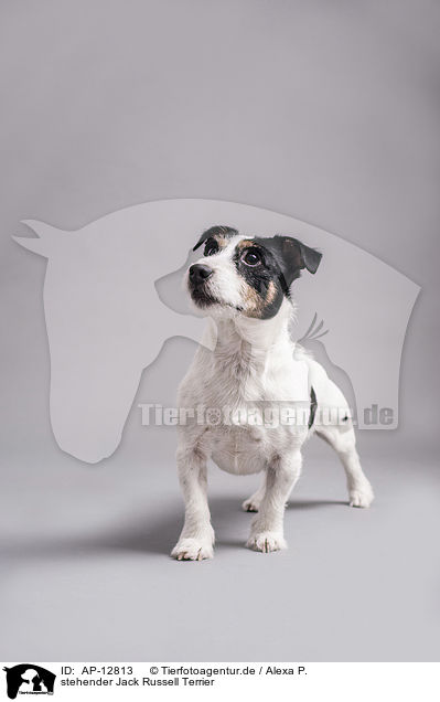 stehender Jack Russell Terrier / standing Jack Russell Terrier / AP-12813