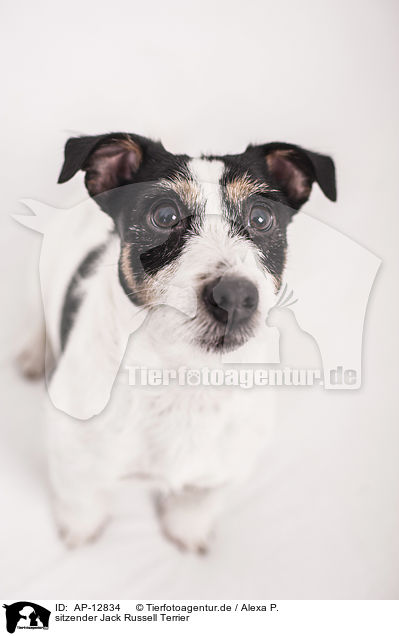 sitzender Jack Russell Terrier / sitting Jack Russell Terrier / AP-12834