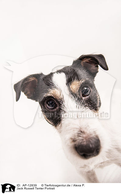 Jack Russell Terrier Portrait / Jack Russell Terrier Portrait / AP-12839