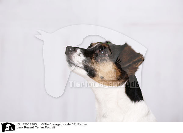 Jack Russell Terrier Portrait / Jack Russell Terrier Portrait / RR-63303