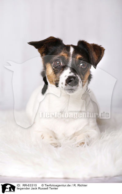 liegender Jack Russell Terrier / lying Jack Russell Terrier / RR-63310