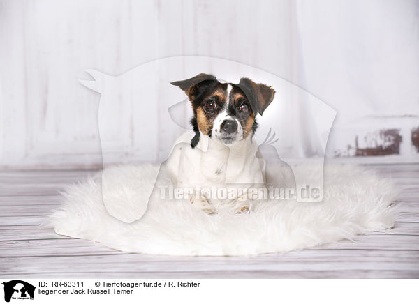 liegender Jack Russell Terrier / lying Jack Russell Terrier / RR-63311