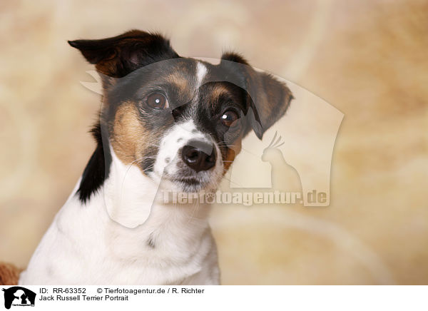 Jack Russell Terrier Portrait / Jack Russell Terrier Portrait / RR-63352