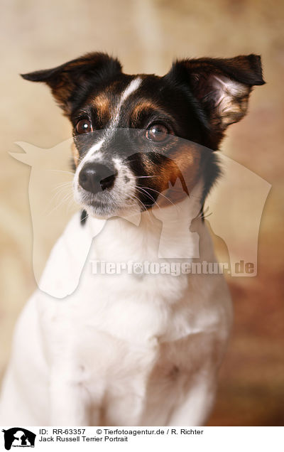 Jack Russell Terrier Portrait / Jack Russell Terrier Portrait / RR-63357