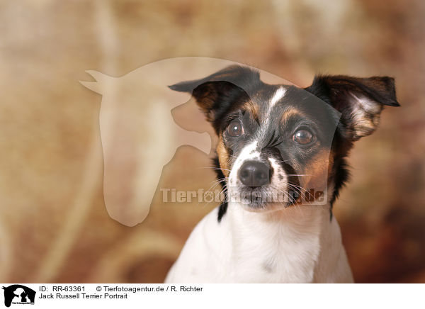 Jack Russell Terrier Portrait / Jack Russell Terrier Portrait / RR-63361