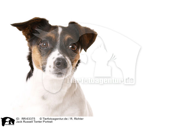 Jack Russell Terrier Portrait / Jack Russell Terrier Portrait / RR-63375