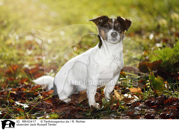 sitzender Jack Russell Terrier / sitting Jack Russell Terrier / RR-63417