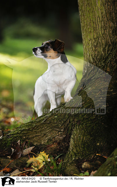 stehender Jack Russell Terrier / standing Jack Russell Terrier / RR-63420