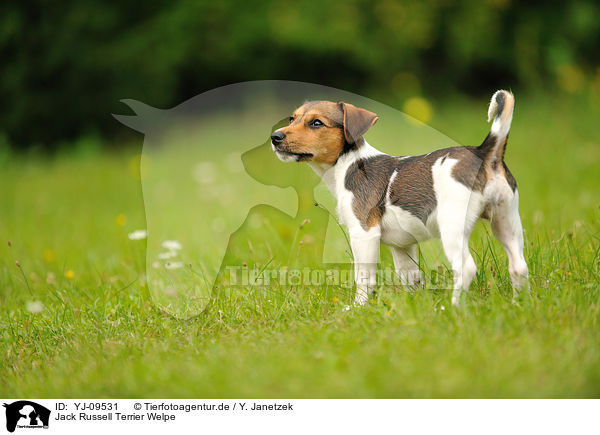 Jack Russell Terrier Welpe / Jack Russell Terrier Puppy / YJ-09531
