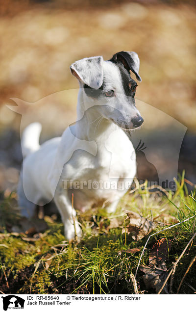 Jack Russell Terrier / Jack Russell Terrier / RR-65640