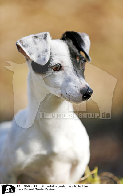 Jack Russell Terrier Portrait / Jack Russell Terrier Portrait / RR-65641