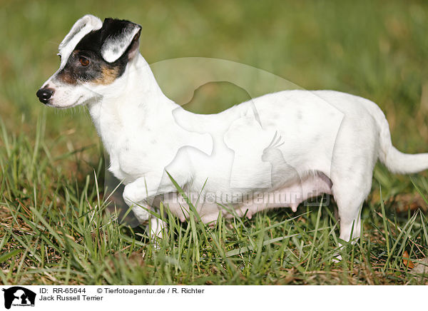Jack Russell Terrier / Jack Russell Terrier / RR-65644