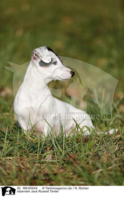 sitzender Jack Russell Terrier / sitting Jack Russell Terrier / RR-65648