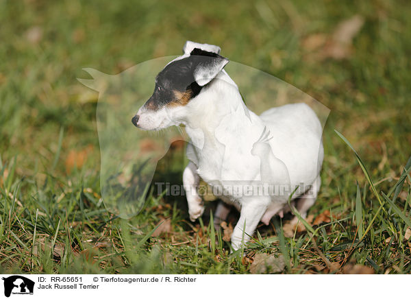 Jack Russell Terrier / Jack Russell Terrier / RR-65651