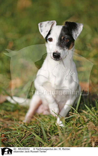 sitzender Jack Russell Terrier / sitting Jack Russell Terrier / RR-65652