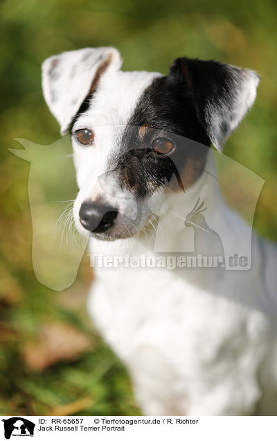 Jack Russell Terrier Portrait / Jack Russell Terrier Portrait / RR-65657