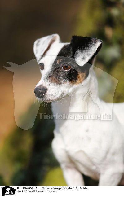 Jack Russell Terrier Portrait / RR-65681