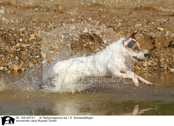 rennender Parson Russell Terrier / running Parson Russell Terrier / SS-40731