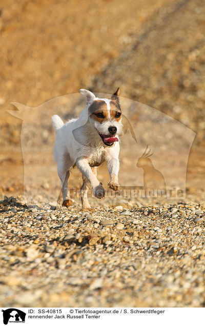 rennender Parson Russell Terrier / running Parson Russell Terrier / SS-40815