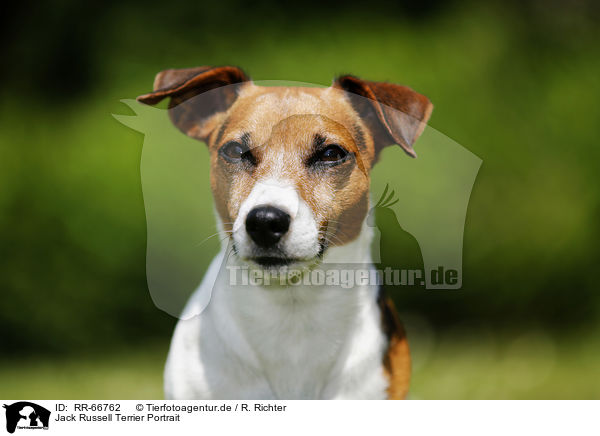 Jack Russell Terrier Portrait / Jack Russell Terrier Portrait / RR-66762