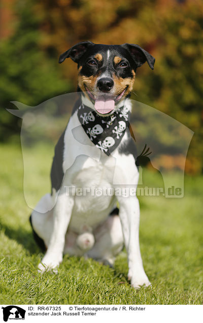 sitzender Jack Russell Terrier / sitting  Jack Russell Terrier / RR-67325