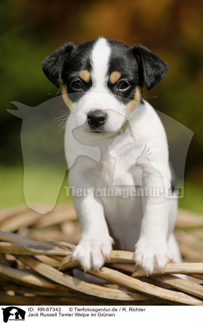Jack Russell Terrier Welpe im Gr�nen / Jack Russell Terrier Puppy in the countryside / RR-67342