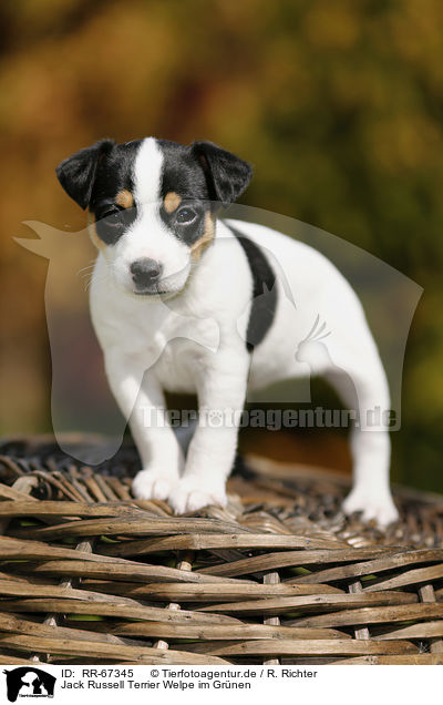 Jack Russell Terrier Welpe im Gr�nen / Jack Russell Terrier Puppy in the countryside / RR-67345