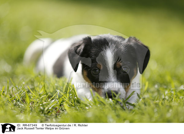 Jack Russell Terrier Welpe im Gr�nen / Jack Russell Terrier Puppy in the countryside / RR-67349