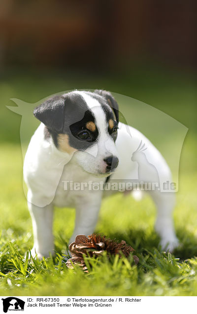 Jack Russell Terrier Welpe im Gr�nen / Jack Russell Terrier Puppy in the countryside / RR-67350