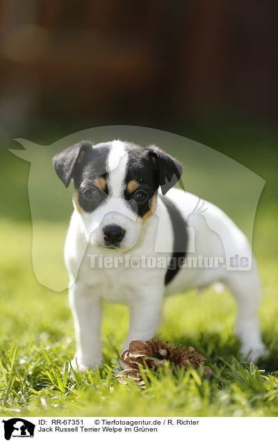 Jack Russell Terrier Welpe im Gr�nen / Jack Russell Terrier Puppy in the countryside / RR-67351