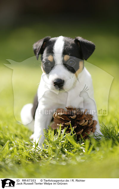 Jack Russell Terrier Welpe im Gr�nen / Jack Russell Terrier Puppy in the countryside / RR-67353