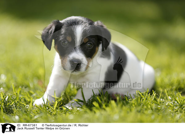 Jack Russell Terrier Welpe im Gr�nen / Jack Russell Terrier Puppy in the countryside / RR-67381