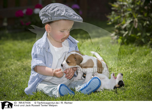 Kind und Jack Russell Terrier Welpen / Child and Jack Russell Terrier Puppies / RR-67406